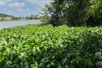 Hải Phòng: Phó giám đốc TT phát triển quỹ đất tử vong trong tư thế treo cổ