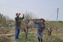 Hải Phòng: Nông dân nơm nớp lo đào nở sớm, ngóng rét đậm từng ngày