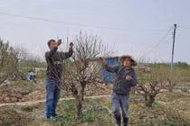 Hải Phòng: Nông dân nơm nớp lo đào nở sớm, ngóng rét đậm từng ngày