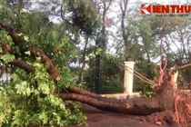 Vì sao hơn 1.000 cây xanh bị giông lốc quật đổ dễ dàng?