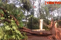 Vì sao hơn 1.000 cây xanh bị giông lốc quật đổ dễ dàng?