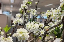 Cành mận Tây Bắc xuống phố Hà Nội giá rẻ bất ngờ