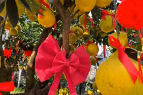 Bưởi diễn miền Bắc thắt nơ đỏ, thơm lừng cả con phố ở TPHCM