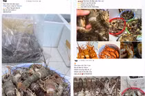 Tôm hùm “mini” giá siêu rẻ được rao bán tràn lan trên chợ mạng