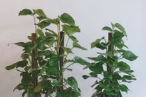 3 loại cây phong thủy đón tài lộc, cực kỳ dễ chăm