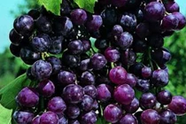 Cách đơn giản ngừa ung thư tuyến tụy