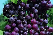 Cách đơn giản ngừa ung thư tuyến tụy