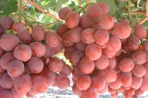 8 mẹo cực hay giúp bảo quản quả tươi lâu 