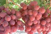 8 mẹo cực hay giúp bảo quản quả tươi lâu 