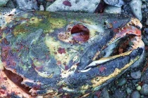 Cực lạ món cá hồi bốc mùi khủng khiếp 