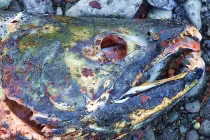 Cực lạ món cá hồi bốc mùi khủng khiếp 