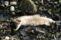 Những món cực dị từ hải sản