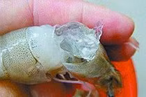 Scandal thực phẩm Trung Quốc: Tôm tươi nghi chứa keo gelatin