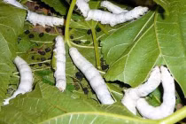 Độc lạ 8 món sâu mê hoặc thực khách Việt