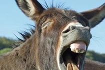 Nhẫn tâm tột độ món “lừa tùng xẻo” từ Trung Quốc