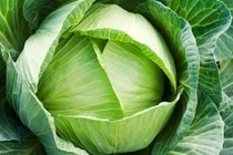 Ngừa ung thư bằng ăn rau muống, bắp cải mỗi ngày