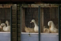 Anh, Hà Lan khẩn trương đối phó cúm gia cầm