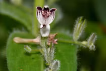 Tận dụng thảo dược trị tận gốc ung thư dạ dày