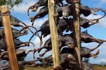 Kỳ quặc món thịt chuột nguyên con tại châu Phi