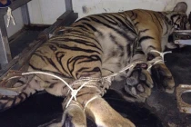 Bị truy đuổi, xe tải vứt 2 con hổ xuống đường