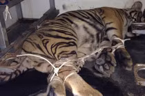 Bị truy đuổi, xe tải vứt 2 con hổ xuống đường