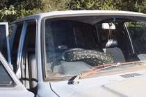 Tái mặt khi phát hiện trăn khổng lồ nằm trong xe