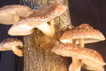 Ngừa ung thư dạ dày cực nhạy bằng thực phẩm dễ kiếm