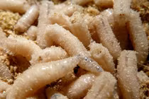 Món ăn đại bổ từ dòi của Trung Quốc