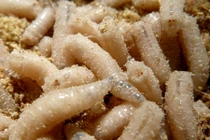 Món ăn đại bổ từ dòi của Trung Quốc