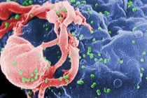 Gạ quan hệ tình dục để truyền HIV cho người đồng tính