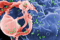 Gạ quan hệ tình dục để truyền HIV cho người đồng tính