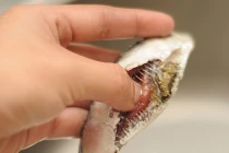 Mẹo chọn cá biển tươi ngon, hấp dẫn nhất