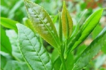 Những món ăn vặt từ trà xanh hút hồn giới trẻ