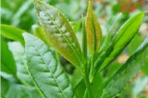 Những món ăn vặt từ trà xanh hút hồn giới trẻ