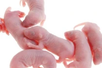 Cận cảnh món “ba tiếng hét” dã man, tàn khốc nhất