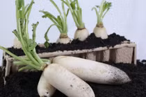 Khám phá công dụng ngăn ngừa ung thư từ củ cải 