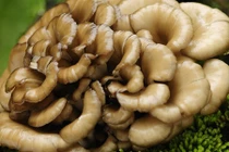 Tận dụng thảo dược ngừa ung thư xương hiệu quả