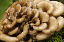 Tận dụng thảo dược ngừa ung thư xương hiệu quả