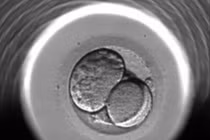 Phôi thai vừa hình thành, cha mẹ đã có thể quan sát