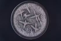 Cấu trúc kì diệu bên trong giọt nước mắt con người