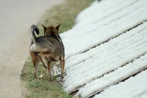 Kinh hãi cảnh phơi miến ven đường mất vệ sinh