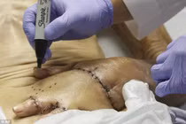 Rùng mình xem bàn tay mọc ra từ bụng của ông lão