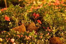 Chuyện người dân trộm hoa ven hồ Gươm!