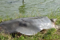 “Cụ” rùa hồ Gươm đã chết