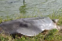 “Cụ” rùa hồ Gươm đã chết