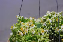 Hoa giá bèo Hà Nội vào mùa hút khách