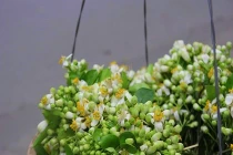 Hoa giá bèo Hà Nội vào mùa hút khách