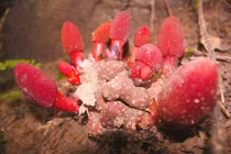 Nấm ngọc cẩu lạ tai, quý ông lùng mua tăng cường sinh lực 