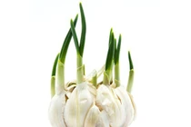 Thực phẩm mọc mầm không nên vứt bỏ, dưỡng chất tăng gấp đôi