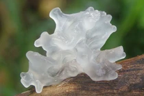 Nêm thứ này vào cháo, 2 mẹ con đau đớn vì u gan nặng